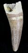 Fossil Plesiosaur Tooth - Morocco #20906-2